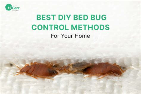 treatment for bed bugs bloomingdale|How Bedbugs Are Treated .